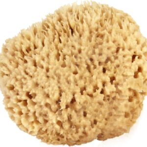 Sea Wool Sponge 5-6″ (Large) by Bath & Shower Express ® Natural Renewable Resource, Esponja for Exfoliating and Washing Body